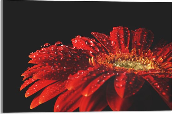 Acrylglas - Bloem - Rood - Druppels - 60x40 cm Foto op Acrylglas (Wanddecoratie op Acrylaat)