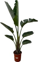 Strelitzia Augusta - 210cm