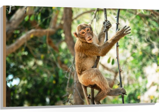Hout - Aap hangt en zit op takken in de jungle - 105x70 cm - 9 mm dik - Foto op Hout (Met Ophangsysteem)