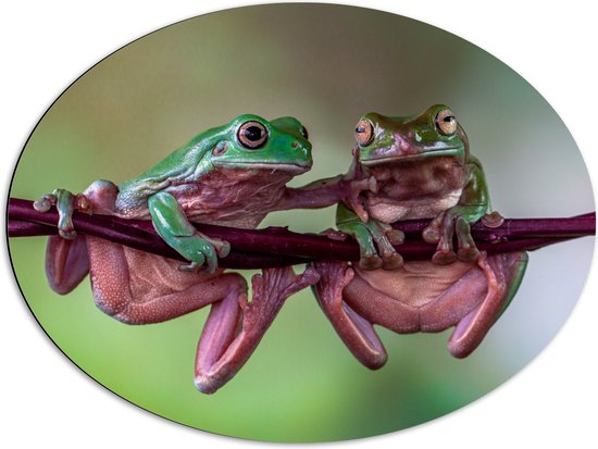 Dibond Ovaal - Groen paarse kikkers hangen aan een paarse tak - 80x60 cm Foto op Ovaal (Met Ophangsysteem)