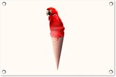 Tuindecoratie IJs - Papegaai - Rood - IJshoorntjes - Wit - 60x40 cm - Tuinposter - Tuindoek - Buitenposter