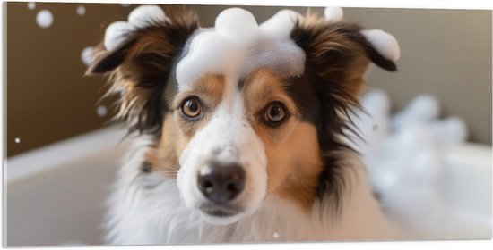 Acrylglas - Border collie hond in bad met zeepbubbels - 100x50 cm Foto op Acrylglas (Wanddecoratie op Acrylaat)