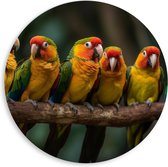PVC Schuimplaat Muurcirkel - Ara papegaaien zitten op een rijtje langs elkaar op een tak - 80x80 cm Foto op Muurcirkel (met ophangsysteem)