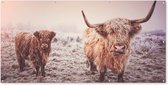 Schuttingposter Schotse hooglanders - Licht - Lucht - Natuur - 200x100 cm - Tuindoek