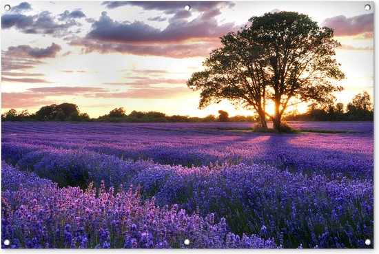 Tuinposter - Tuindoek - Tuinposters buiten - De avondzonsondergang van de zomer over gebied van organische lavendel in Surrey, Engeland. - 120x80 cm - Tuin
