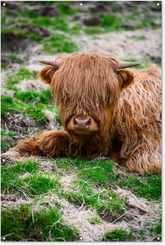 Muurdecoratie Schotse Hooglander - Hooi - Gras - 120x180 cm - Tuinposter - Tuindoek - Buitenposter