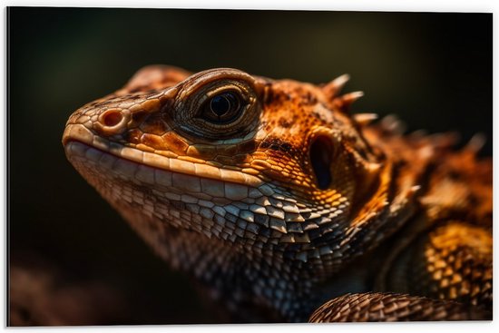 Dibond - Bruine leguaan zit in het zonlicht - 60x40 cm Foto op Aluminium (Wanddecoratie van metaal)