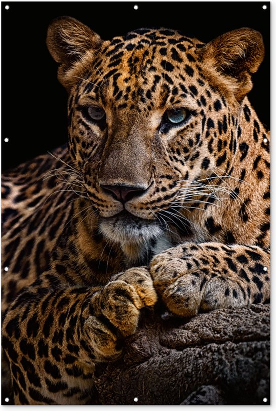 Muurdecoratie Wilde dieren - Panter - Portret - Zwart - Dieren - 120x180 cm - Tuinposter - Tuindoek - Buitenposter