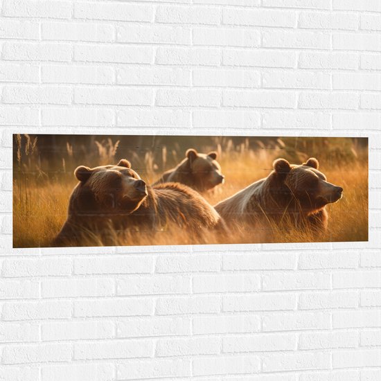 Muursticker - Bruine beren in bruin gekleurd hoog gras - 120x40 cm Foto op Muursticker