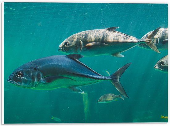 PVC Schuimplaat- Groep vissen zwemmen door de zee heen - 40x30 cm Foto op PVC Schuimplaat