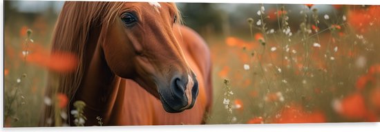 Dibond - Bruin paard staat in weiland met rode klaprozen - 120x40 cm Foto op Aluminium (Wanddecoratie van metaal)