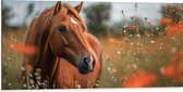 Dibond - Bruin paard staat in weiland met rode klaprozen - 100x50 cm Foto op Aluminium (Wanddecoratie van metaal)