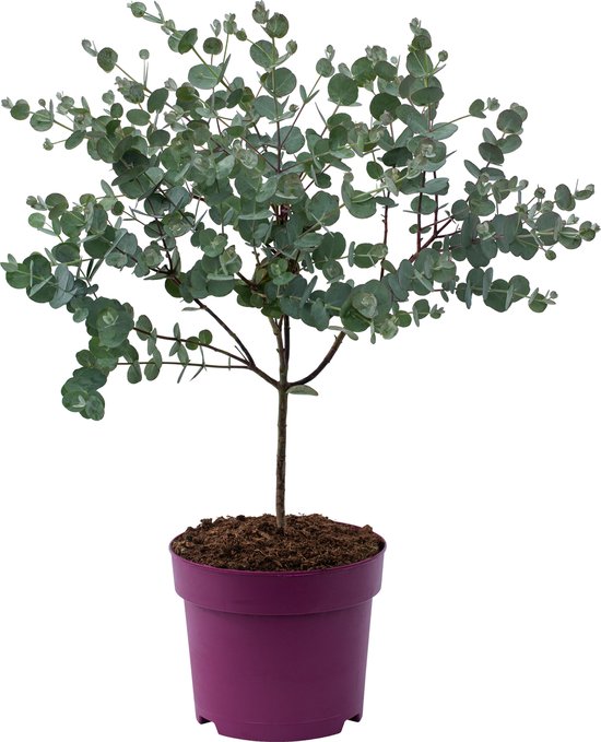 Eucalyptus gunnii Azura Winterhart (Neu (gemäss Beschreibung)) in für