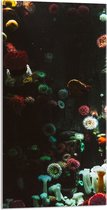 Acrylglas - Zee - Onderwaterleven - Koraal - Bloemdieren - 50x100 cm Foto op Acrylglas (Wanddecoratie op Acrylaat)