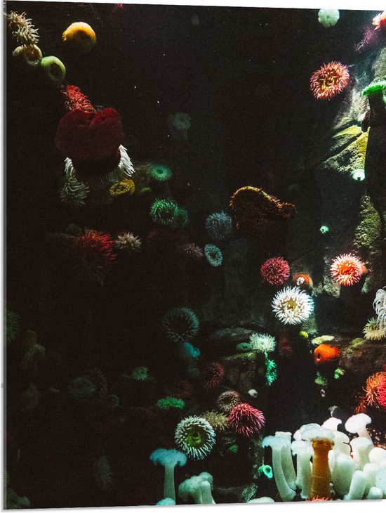 Acrylglas - Zee - Onderwaterleven - Koraal - Bloemdieren - 60x80 cm Foto op Acrylglas (Wanddecoratie op Acrylaat)
