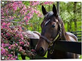 Tuinposter – Bruin paard met halster steunt hoofd op houten hek richting roze bloemen - 80x60 cm Foto op Tuinposter (wanddecoratie voor buiten en binnen)