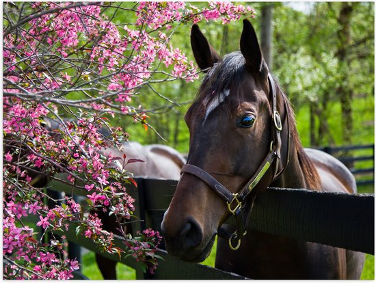 Poster Glanzend – Bruin paard met halster steunt hoofd op houten hek richting roze bloemen - 80x60 cm Foto op Posterpapier met Glanzende Afwerking