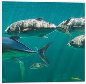 PVC Schuimplaat- Groep vissen zwemmen door de zee heen - 50x50 cm Foto op PVC Schuimplaat