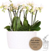 Kolibri Orchids | witte plantenset in Honey dish incl. waterreservoir | drie witte orchideeën Amabilis 9cm en drie groene planten | Jungle Bouquet wit met zelfvoorzienend waterreservoir