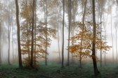 Fotobehang Bos In Mist - Vliesbehang - 368 x 254 cm