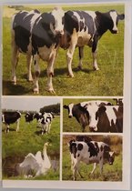 Deze blanco wenskaart is natuurlijk voor alle boerderijliefhebbers. Als je graag met koeien werkt dan hoor jij deze kaart te krijgen! Diverse afbeeldingen van verschillende koeien. Een dubbele wenskaart inclusief envelop en in folie verpakt.