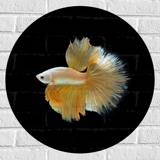 Muursticker Cirkel - Zijaanzicht van Goud- Gele Vis met Sierlijke Vinnen - 60x60 cm Foto op Muursticker
