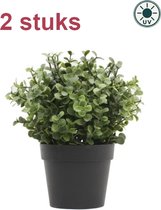 Kunstplant Buxus groen 19cm UV - voor binnen en buiten (2 stuks)