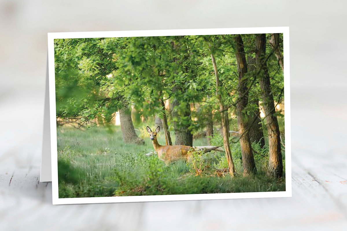 Wenskaart Utrechtse Heuvelrug - set van 3 stuks - Ree in het struikgewas - natuur - gevouwen kaart - 17,5 x 12,5 cm - incl. envelop
