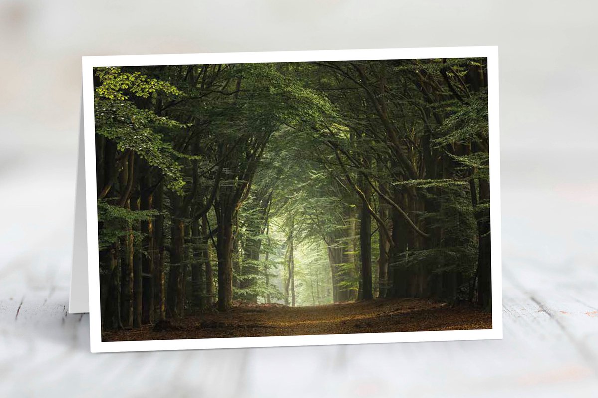 Wenskaart Utrechtse Heuvelrug - set van 3 stuks - Zomerse beukenlaan - natuur - gevouwen kaart - 17,5 x 12,5 cm - incl. envelop