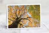 Wenskaart Kunst van de natuur - set van 3 stuks - Palet van herfstkleuren - natuur - gevouwen kaart - 17,5 x 12,5 cm - incl. envelop