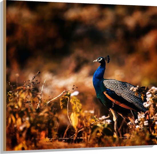 Hout - Pauw Lopend door Bloemetjes in Natuurgebied - 100x100 cm - 9 mm dik - Foto op Hout (Met Ophangsysteem)