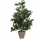 Ficus kamerplant in grijze pot, gesteund door bamboestok.