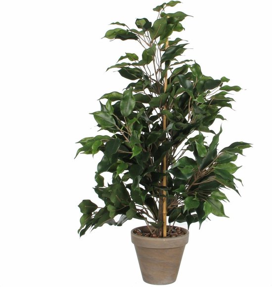 Ficus kamerplant in grijze pot, gesteund door bamboestok.