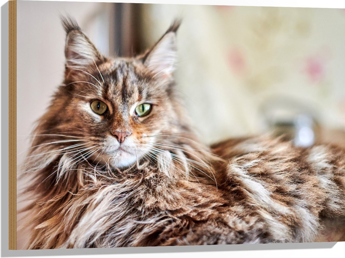 Hout Liggende Langharige Bruine Maine Coon Kat 80x60 Cm 9 Mm Dik hout-liggende-langharige-bruine-maine-coon-kat-80x60-cm-9-mm-dik