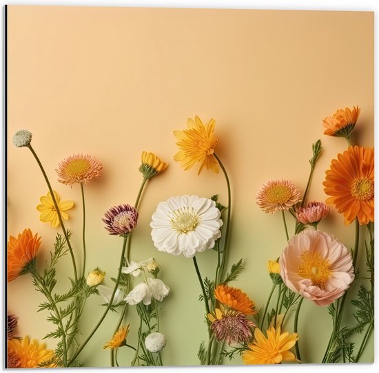 Dibond - Oranje met Witte Bloemen op Oranje Achtergrond - 50x50 cm Foto op Aluminium (Wanddecoratie van metaal)