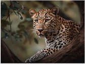 Poster (Mat) - Luipaard Sluipend achter Boomstronk - 80x60 cm Foto op Posterpapier met een Matte look