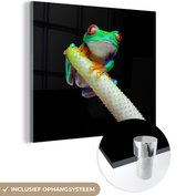 MuchoWow® Glasschilderij 50x50 cm - Schilderij acrylglas - Kikker - Dieren - Plant - Foto op glas - Schilderijen