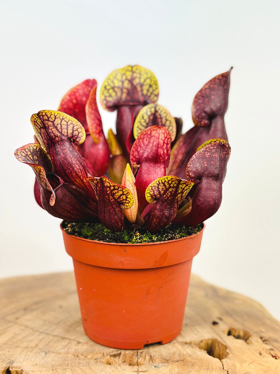 Trompetbekerplant (Sarracenia) 'Hans' | Grote vleesetende planten | Potmaat: ⌀ 12 cm Hoogte 15 cm | Imposante vleesetende plant