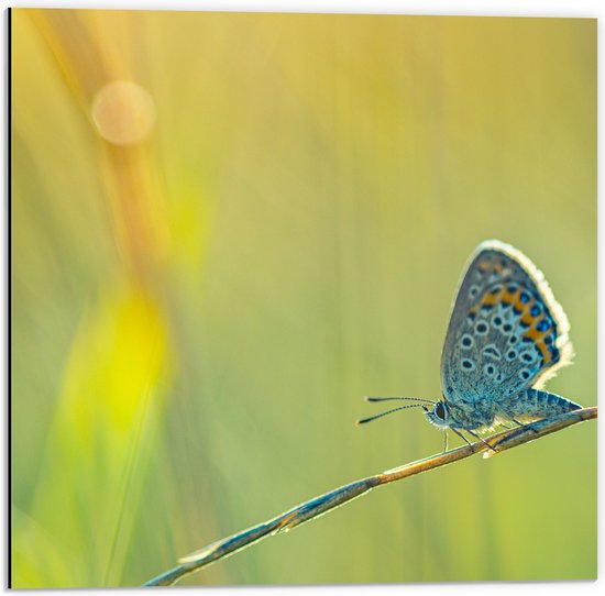 Dibond - Vlinder met Blauwe Vleugels lopend over Tak tussen Planten - 50x50 cm Foto op Aluminium (Met Ophangsysteem)