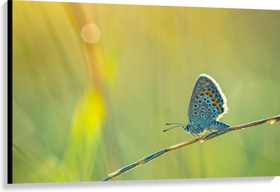 Canvas - Vlinder met Blauwe Vleugels lopend over Tak tussen Planten - 120x80 cm Foto op Canvas Schilderij (Wanddecoratie op Canvas)