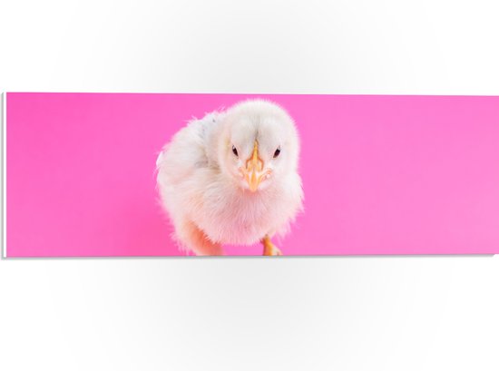 PVC Schuimplaat- Lichtgekleurd Kuiken Rennend in Roze Omgeving - 60x20 cm Foto op PVC Schuimplaat