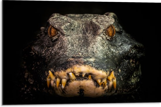 Dibond - Vooraanzicht van Angstaanjagende Alligator - 75x50 cm Foto op Aluminium (Met Ophangsysteem)