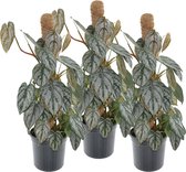 3x Philodendron Brandtianum mosstok - 75 cm