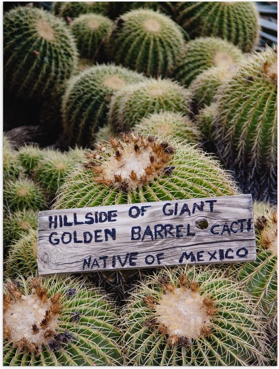 Poster (Mat) - Cactussen - Planten - Tekst - Bordje - Hout - Kleuren - 30x40 cm Foto op Posterpapier met een Matte look cadeau geven