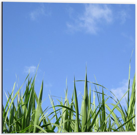 Dibond - Gras - Planten - Natuur - Blauw - Groen - 50x50 cm Foto op Aluminium (Met Ophangsysteem)