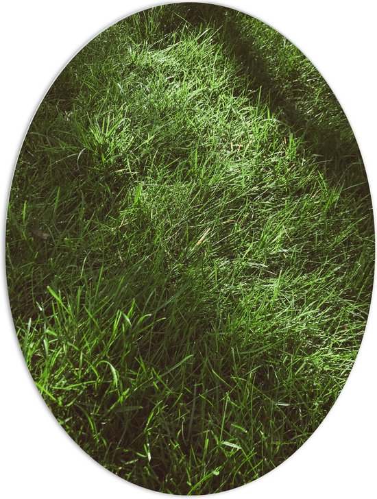 PVC Schuimplaat Ovaal - Groen - Gras - Natuur - 60x80 cm Foto op Ovaal (Met Ophangsysteem)