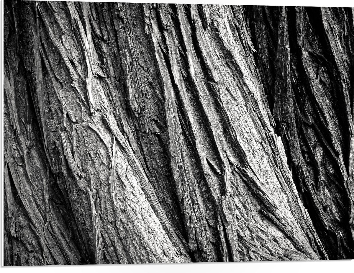PVC Schuimplaat- Boom - Boomstam - Hout - 80x60 cm Foto op PVC Schuimplaat