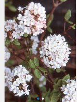 Viburnum burkwoodii 'Anne Russell' - Sneeuwbal 50 - 60 cm in pot