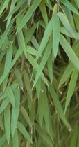 Fargesia 'Jiu' - Bamboe 100 - 125 in C12 liter pot