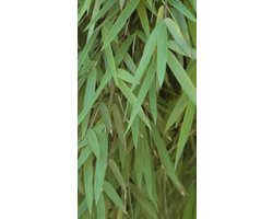 Fargesia 'Jiu' - Bamboe 100 - 125 in C12 liter pot